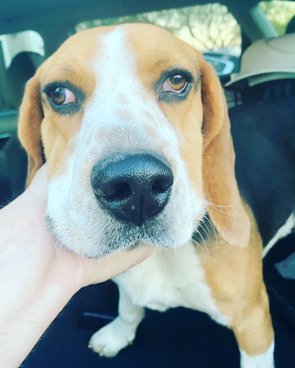 Photo of a Beagle dog.