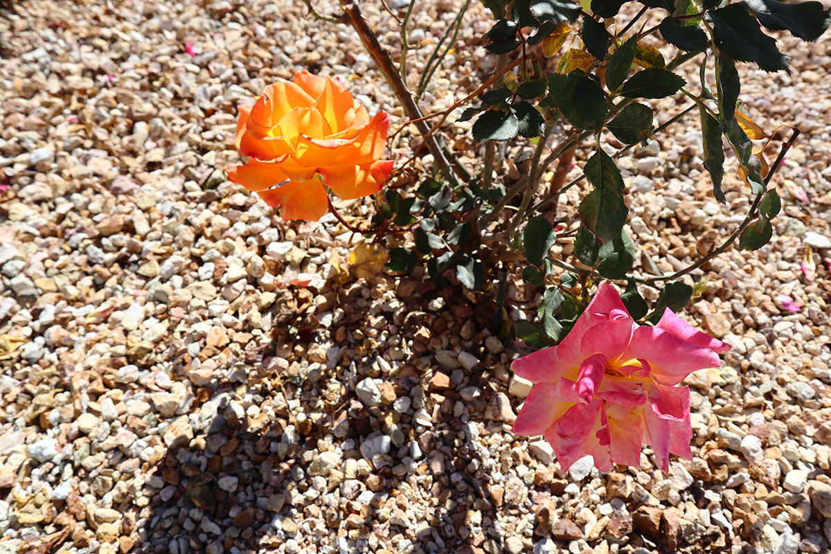 Photo of the Ritz-Carlton, Paradise Valley.