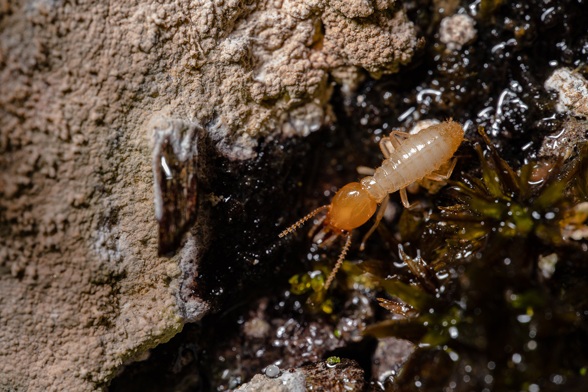 A termite crawling on the ground.