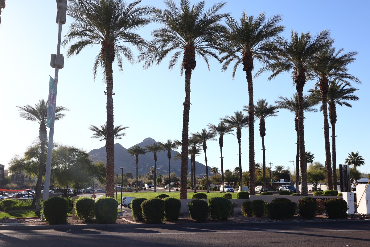 Palm tree lined road in Paradise Valley