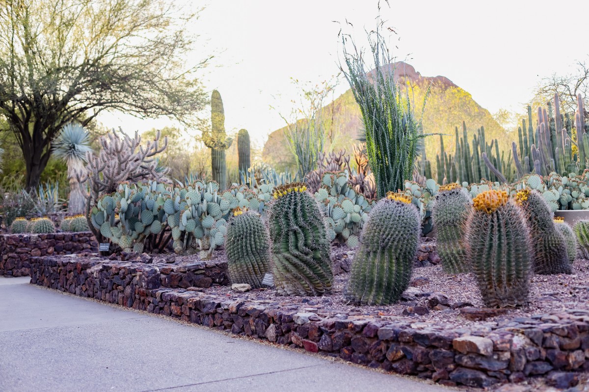 Desert Botanical Garden is a 140-acre botanical garden located in Papago Park, at 1201 N. Galvin Parkway in Phoenix, central Arizona.