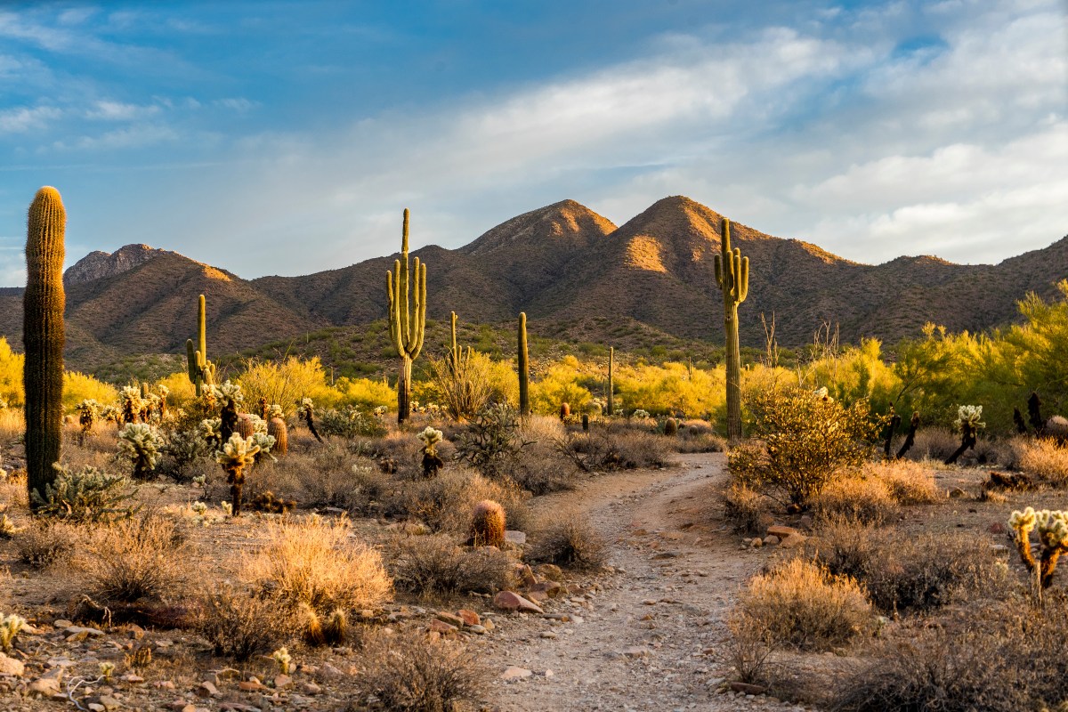 Morning light in the Sonoran desert in Scottsdale, Arizona